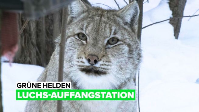 Grüne Helden: Luchs-Auffangstation