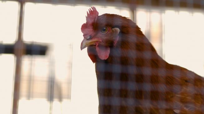 So funktioniert Landwirtschaft mitten in der Großstadt